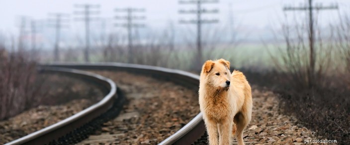 How to Safely Help a Lost or Stray Pet