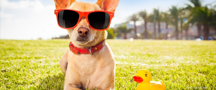 Protect Your Pet from Heat Stroke: Prevention Tips & Red Flags