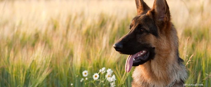Preventing Cheat Grass in Central Oregon: A Pet Owner’s Guide