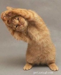 6 Proven Ways to Keep Your Indoor Cat Active and Healthy