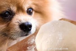 Uncooked Bread Dough Is Lethal to Pets: Protect Your Dogs and Cats