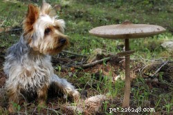 Central Oregon Mushroom Poisoning: Vet Insights & Prevention
