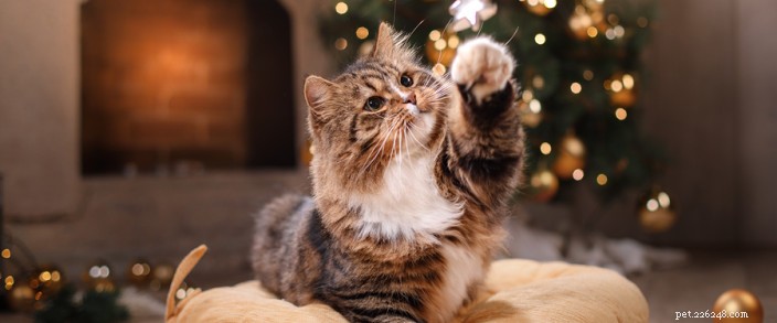 Essential Pet Safety Guidelines for December Holidays