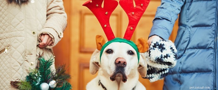 Introducing New Pets to Your Existing Family: A Step‑by‑Step Guide