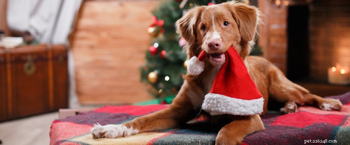 Essential Holiday Pet‑Owner Tips: Planning for a New Puppy, Kitten, or Mature Companion