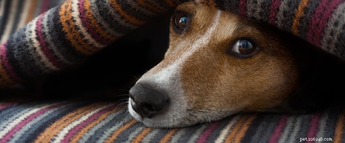 Plan a Pet‑Safe Holiday Gathering: Expert Tips for a Stress‑Free Celebration