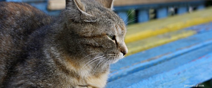 Expert Guide to Grooming Your Senior Cat
