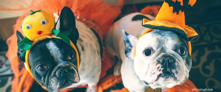Pet-Friendly Halloween: Essential Tips & Safety Guidelines