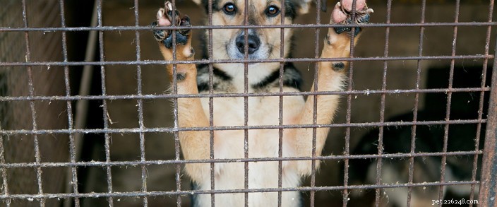 October: Celebrate Adopt‑a‑Dog Month – Find Your Forever Friend Today