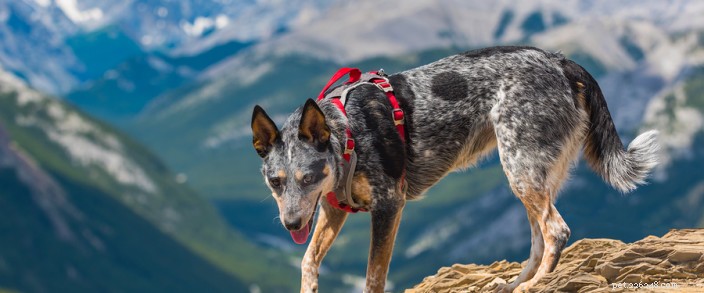 Protect Your Dog from Rattlesnake Bites on Oregon Trails
