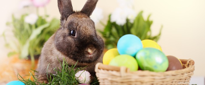 Spring Safety Guide: Protect Your Pets from Toxic Flowers & Easter Hazards