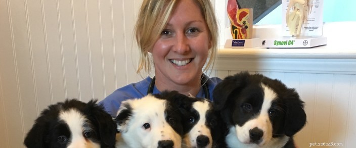 Meet Dr. Haley Barno: Your New Veterinary Specialist at Blue Sky