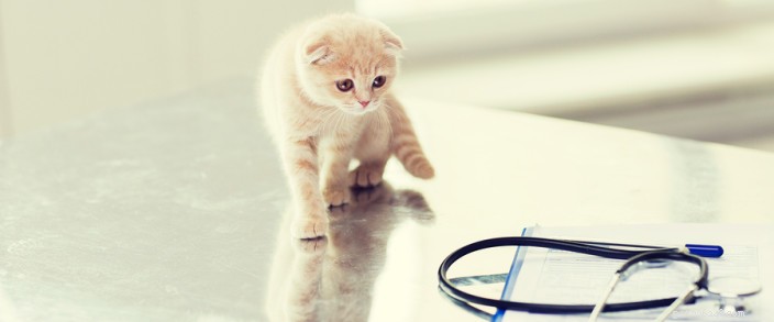 First-Time Vet Visits for Your Cat: A Guide for New Owners