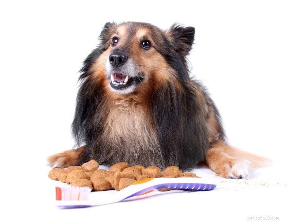 How to Keep Your Pet’s Teeth Healthy: Expert Tips & Guidance