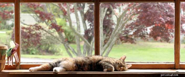 Detecting Hidden Pain in Your Cat: Key Signs and How to Respond