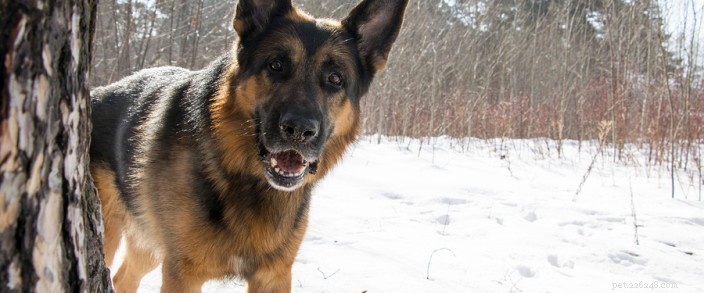 Winter Fitness Tips: Keeping Your Pet Active and Healthy