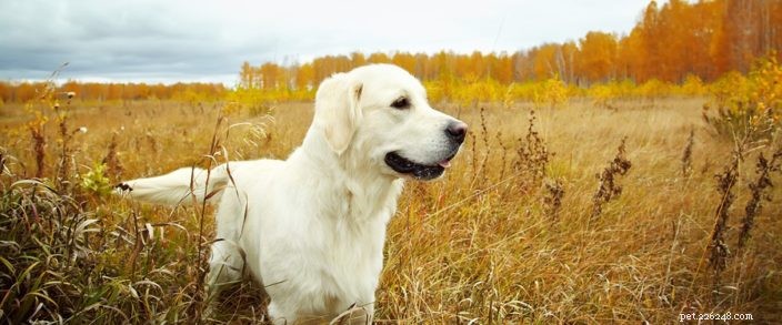 Essential Fall Pet Health Tips: Protect Your Companion This Season