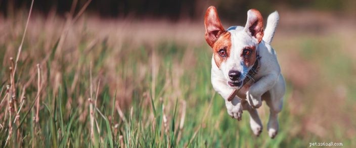 Protecting Your Pets from Forest Fire Smoke: A Practical Air Quality Guide
