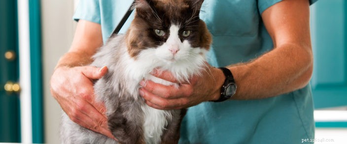 How Probiotics Benefit Your Dog and Cat’s Health