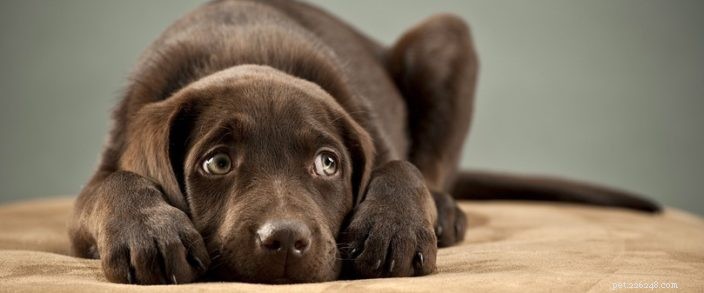 Protect Your Pet During the Upcoming Solar Eclipse in Central Oregon
