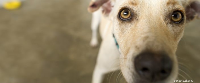 Is Your Dog a Good Neighbor? How to Tell