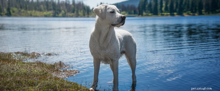 Ensure Your Dog’s Safety in Water: Expert Tips & Best Practices