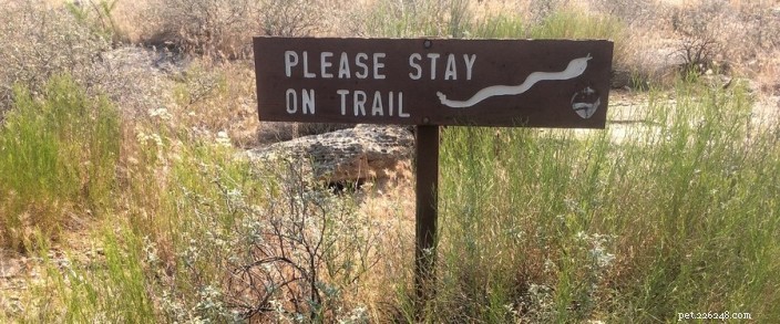 Protect Your Dog from Rattlesnakes: Summer Safety Tips