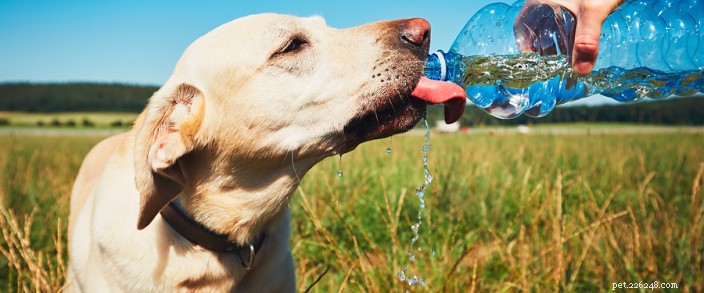 Protect Your Pup: Essential Summer Care Tips
