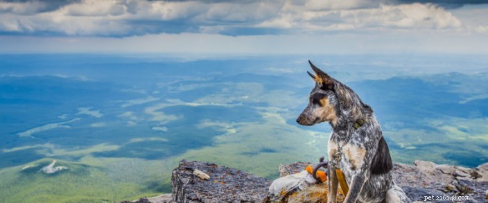 Hiking with Your Dog: Essential Safety Tips & Best Practices