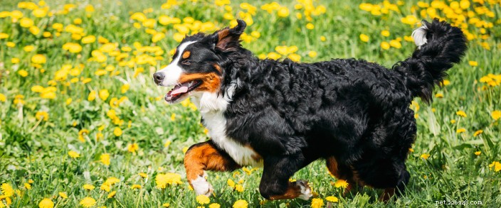 Managing Your Pet’s Spring Allergies: Signs, Symptoms, and Relief