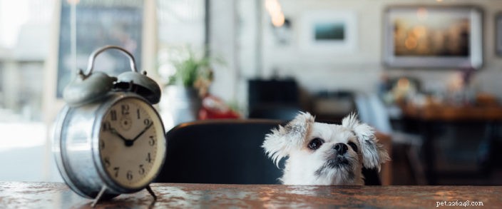 Understanding Pet Reproductive Cycles: Manage Breeding and Prevent Unplanned Pregnancies