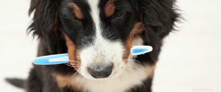 Why Dental Care Is Crucial for Your Pet’s Health