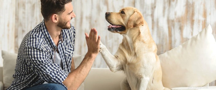 Essential Guide to Protecting Your Dog from Canine Influenza