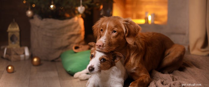Protect Your Pets This Holiday Season: Expert Safety Tips