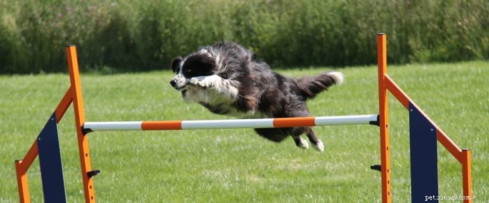 Keep Your Dog Active This Fall: Outdoor Play & Obedience Training