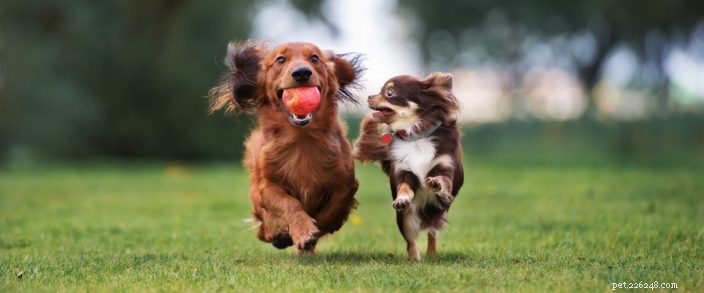 Top Three Pet Health Issues Every Owner Should Know