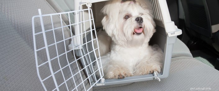 Crate Training: A Trusted Path to Safe, Happy, and Well‑Behaved Dogs