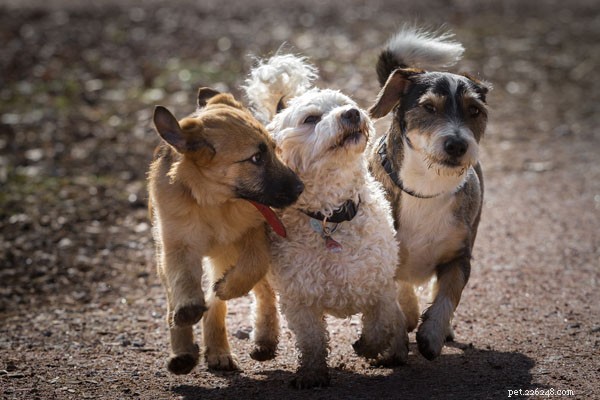 Canine Influenza: Understanding H3N2 & H3N8 Strains