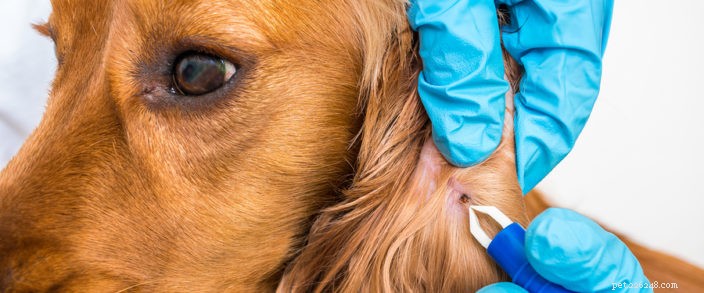 Protect Your Pets from Fleas and Ticks: Expert Tips & Solutions