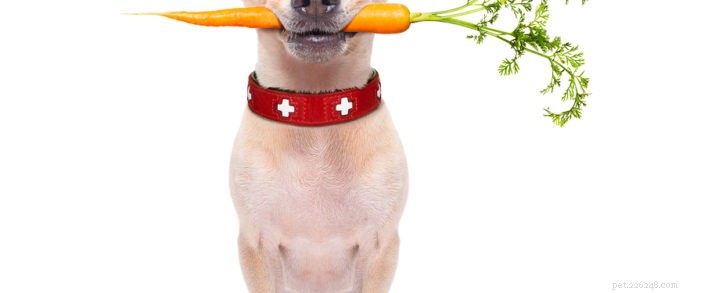 Prevent Pet Obesity: Expert Tips for a Healthy, Long Life