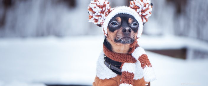 Winter Weather & Your Pets: Key Safety Tips for Central Oregon
