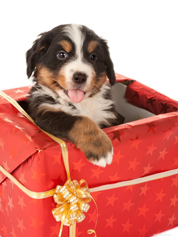 Protect Your Pets This Holiday Season: Essential Safety Tips