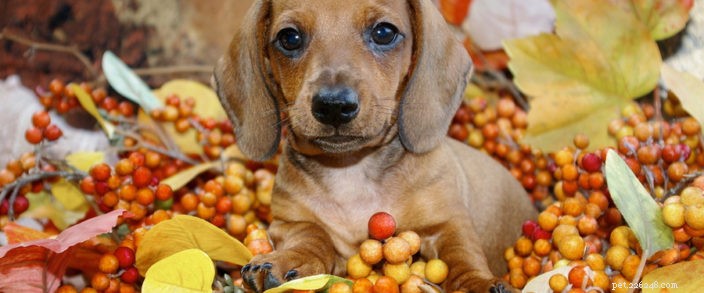 Top Benefits of Pet Ownership: Health, Joy, and Companionship