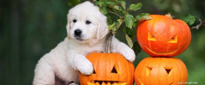 Protect Your Pet This Halloween: Safety Tips & Stress Relief