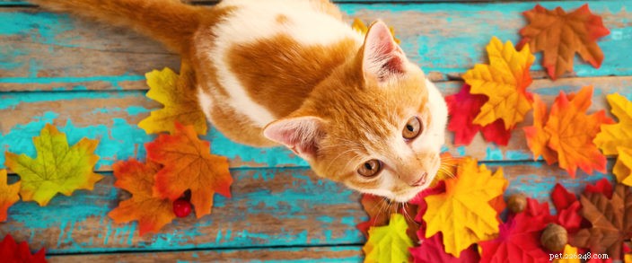 Fall Pet Safety Guide: Keep Your Companion Safe & Healthy