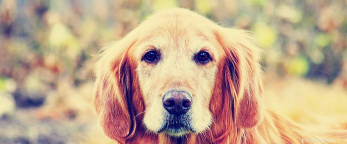 Spaying & Neutering: Essential Benefits and How It Improves Your Pet’s Health