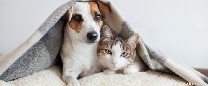 Celebrate National Pet Month: Honoring the Joy and Companionship of Our Furry Friends