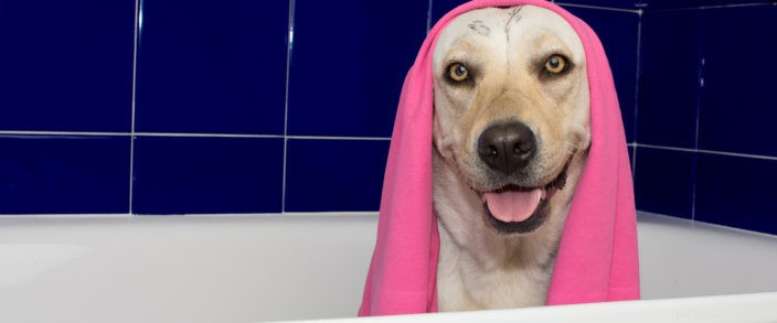 Spring Pet Grooming Essentials: Keep Your Furry Friends Clean and Healthy