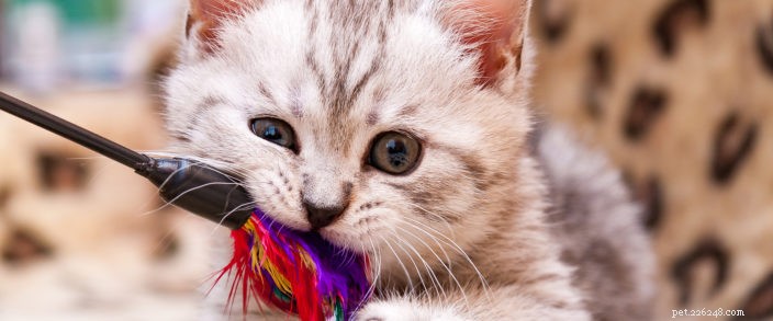How to Keep Your Indoor Cat Happy and Healthy