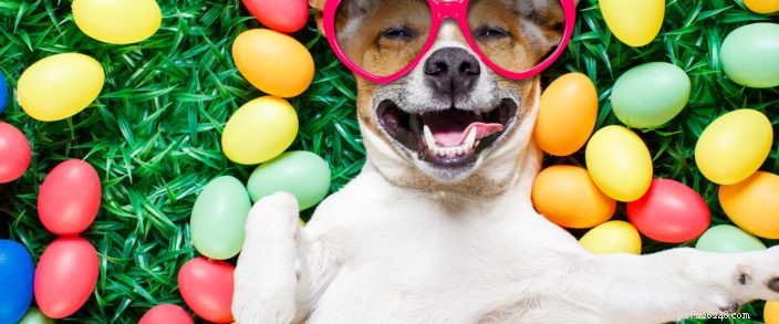 Spring Safety Guide for Pets: Protect Your Furry Friends
